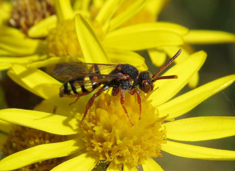 The RES urges the British public to stand up for insects - Insect Week ...