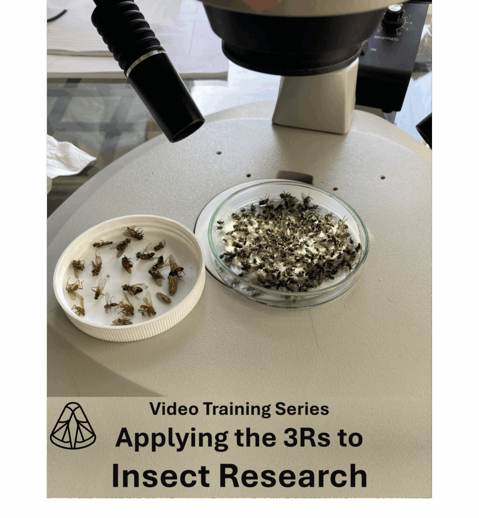 Advert for RES video training series: Applying the 3Rs to Insect Research