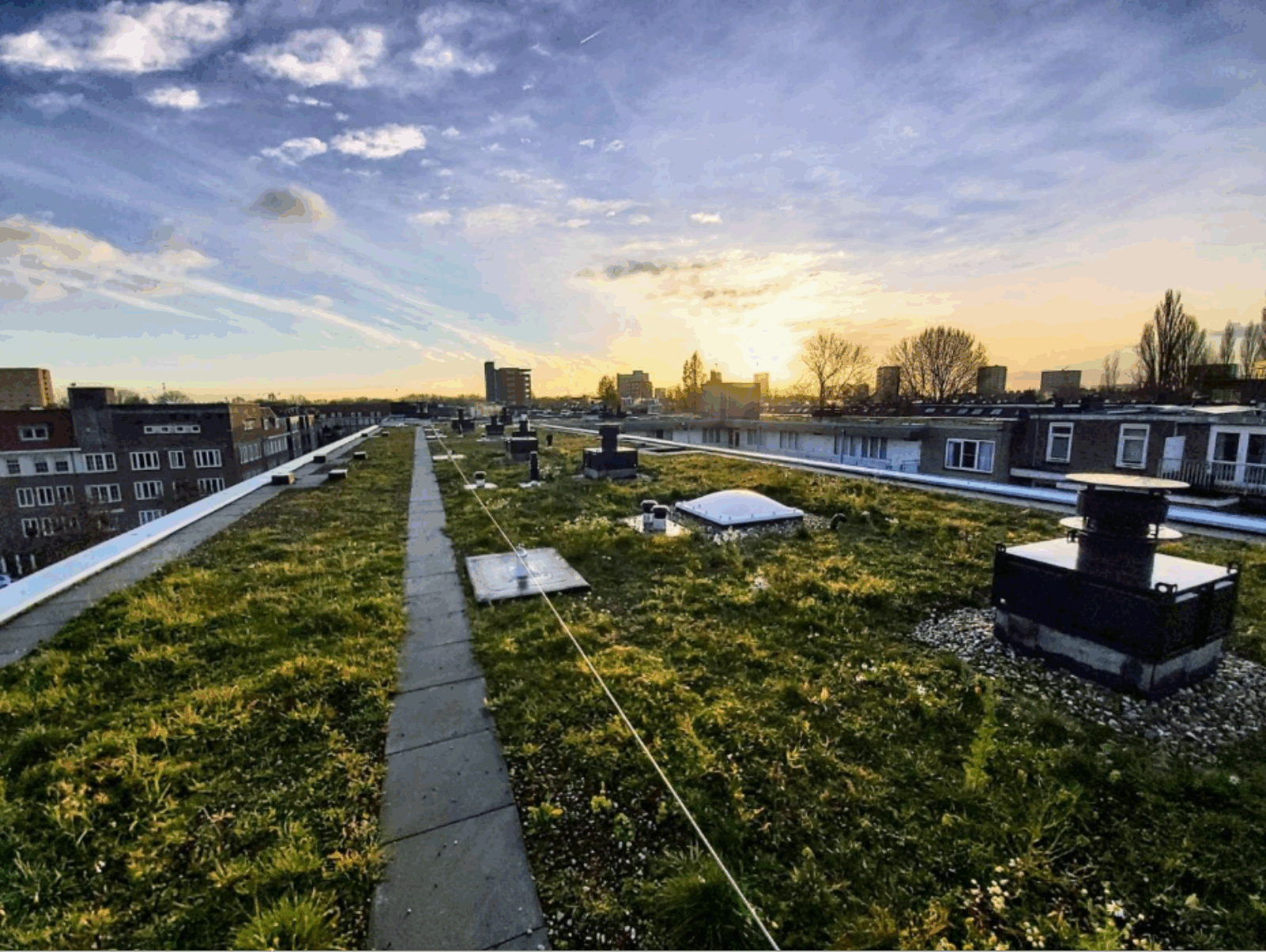 Makassarstraat: A nature roof, Amsterdam 2022. Picture taken by Eva Drukker 