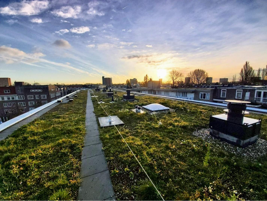Makassarstraat: A nature roof, Amsterdam 2022. Picture taken by Eva Drukker 