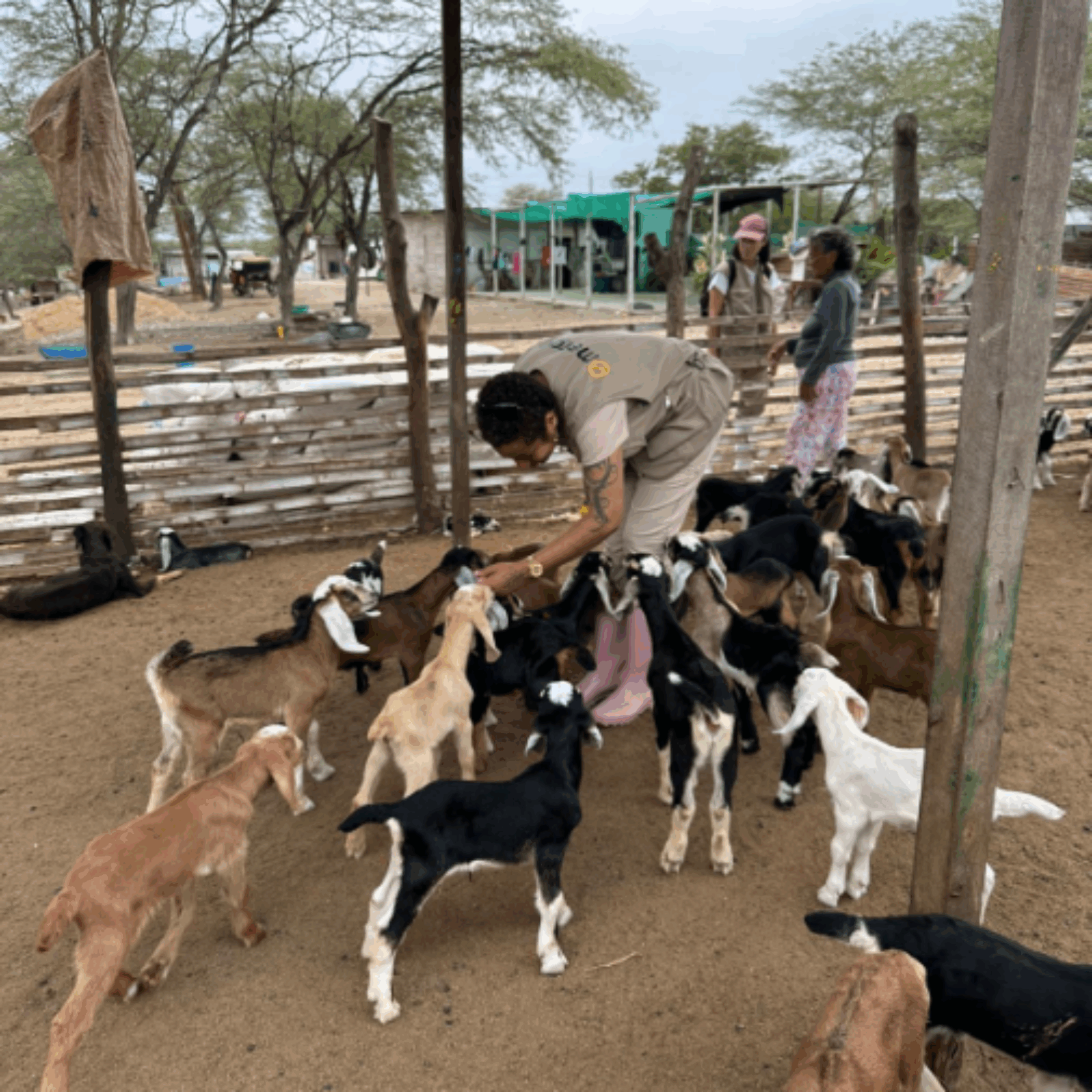 Maureen Laroche with baby goats