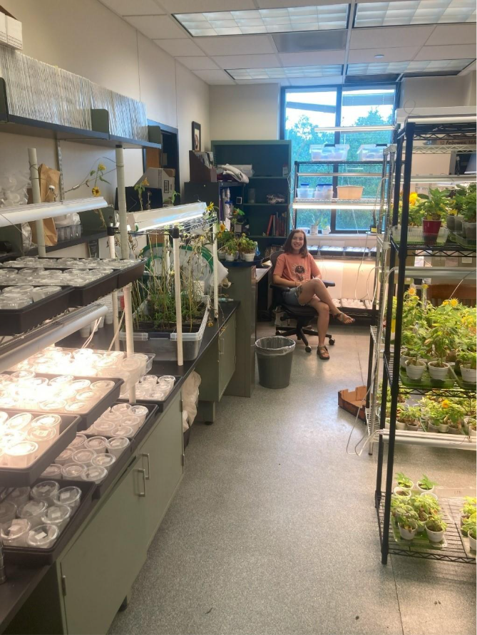 Maggie C. Vincent (lead author) in the laboratory with sunflowers (front right) and pupating C. lacinia (front left). 