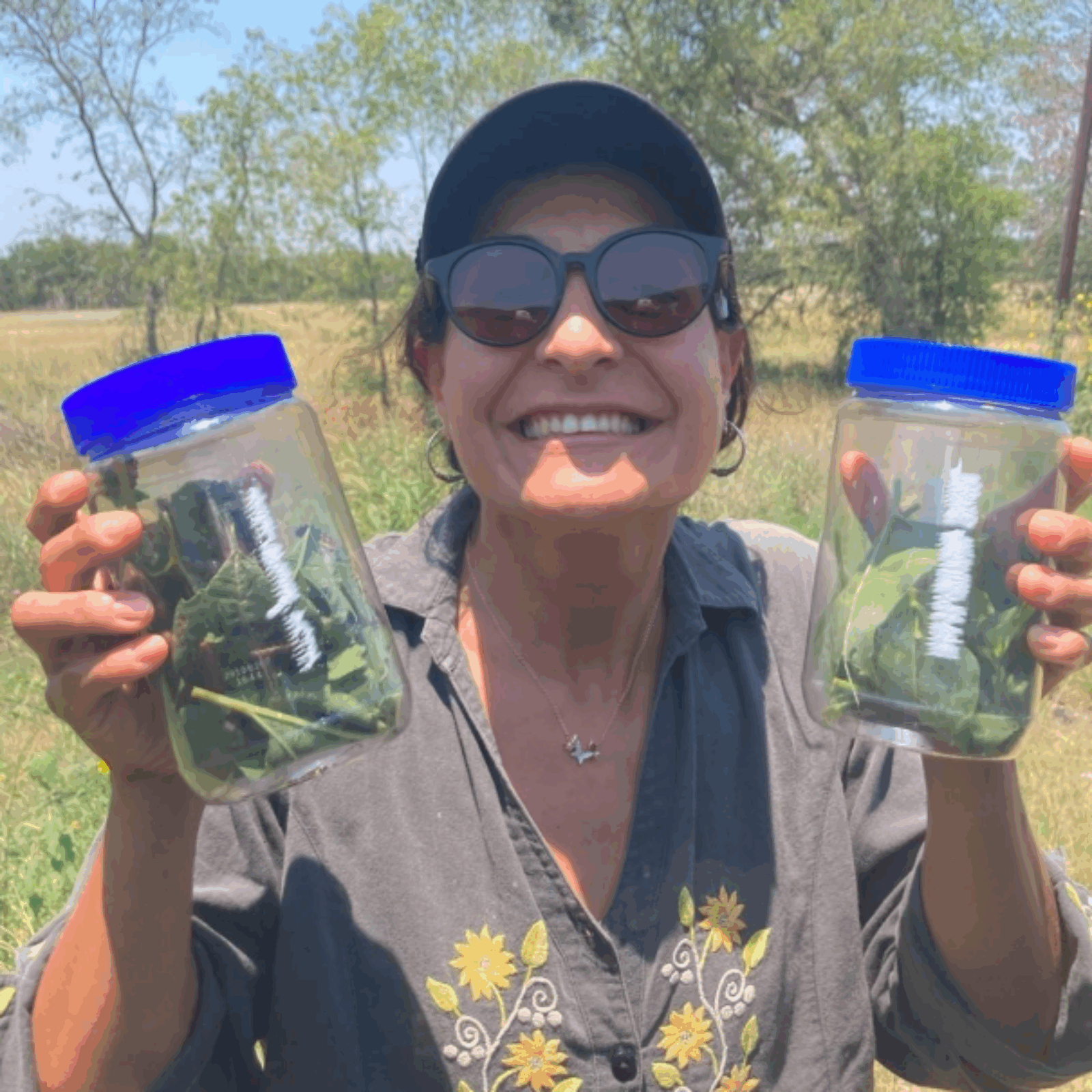 Ana L. Salgado (co-author) collecting C. lacinia larvae in the field (Texas, USA). 