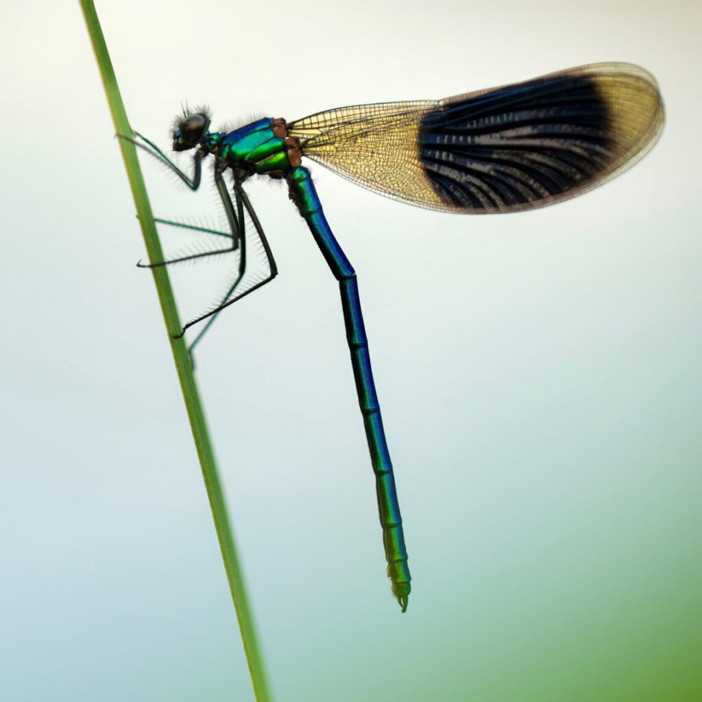 2023 Under 18 1st prize Tranquility © Gustav Parenmark