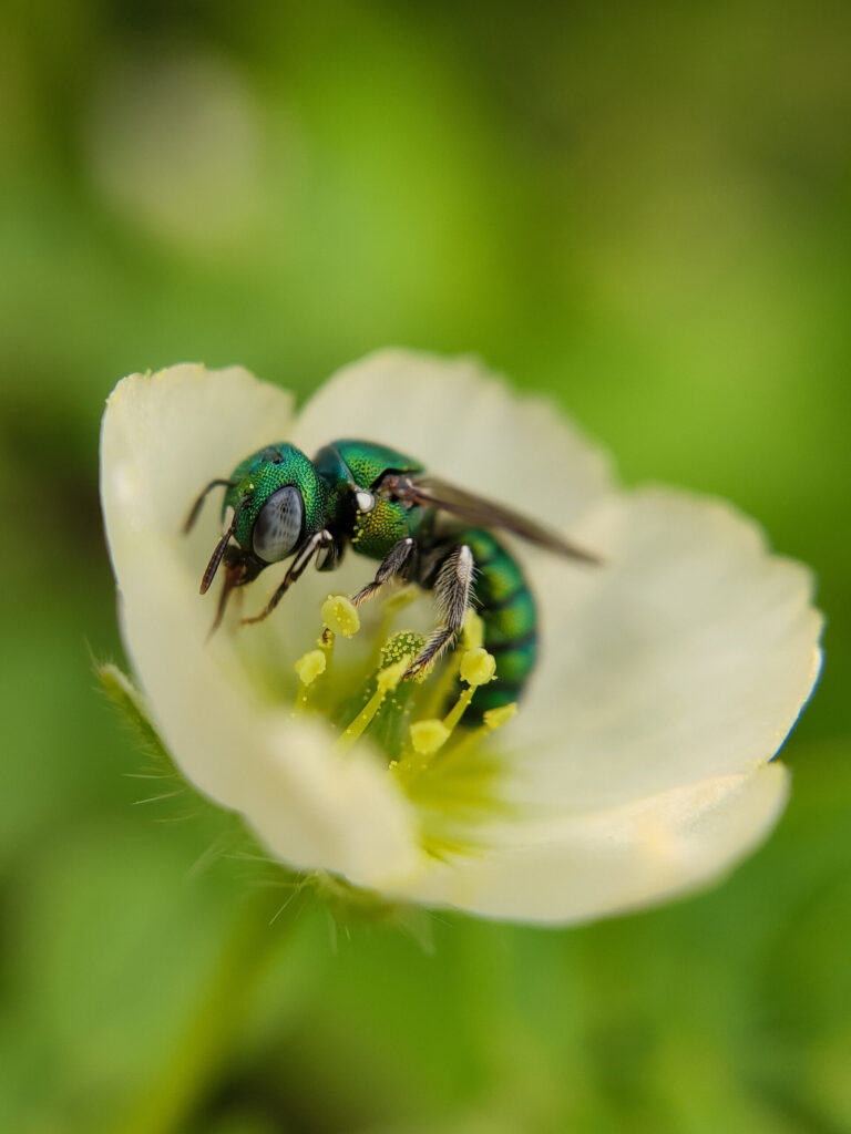 A Green Metallic Sweat bee Ceratina sp. collecting pollen on a flower, India (c) Antaryami Das
