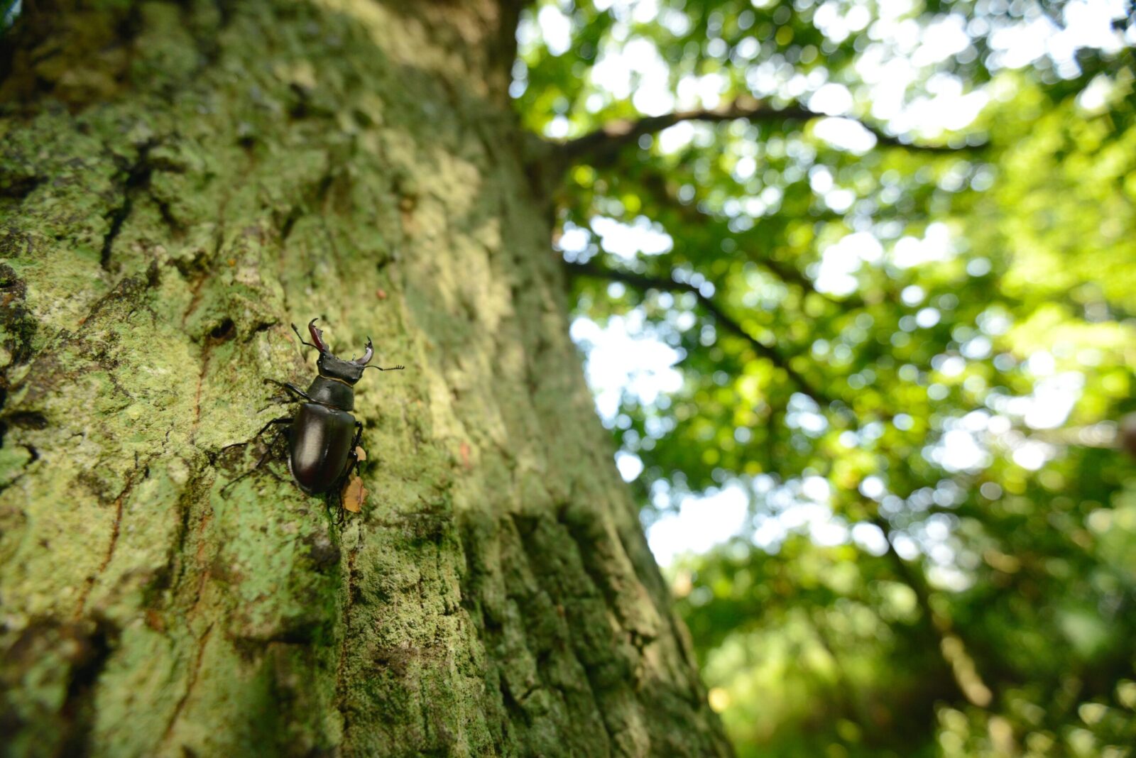 Stag Beetle, Lucanus cervus (c) Ben Andrew 2016