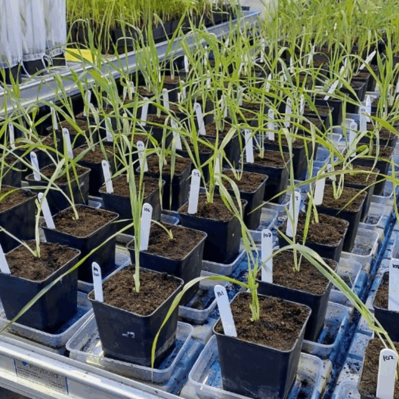 News headline thumbnail for Pesticide resistance is putting agricultural systems at greater risk of insect pest damage – Journal Highlight