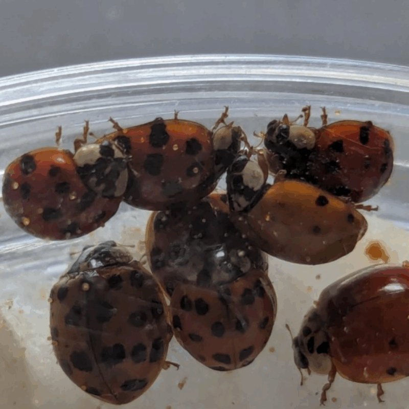 News headline thumbnail for How temperature and humidity affect a common fungal parasite in an invasive ladybird – Journal Highlight
