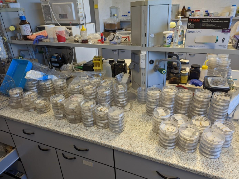Testing sample pots on a desk