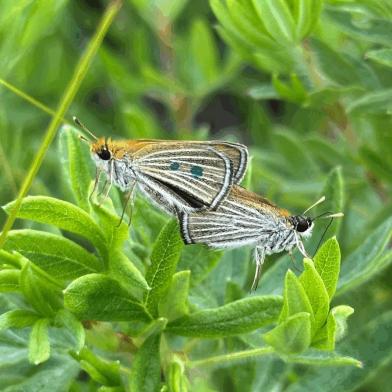 News headline thumbnail for Q&A: Restoration and rescue in an age of extinction – an Insect Conservation and Diversity Special Issue – Journal Highlight