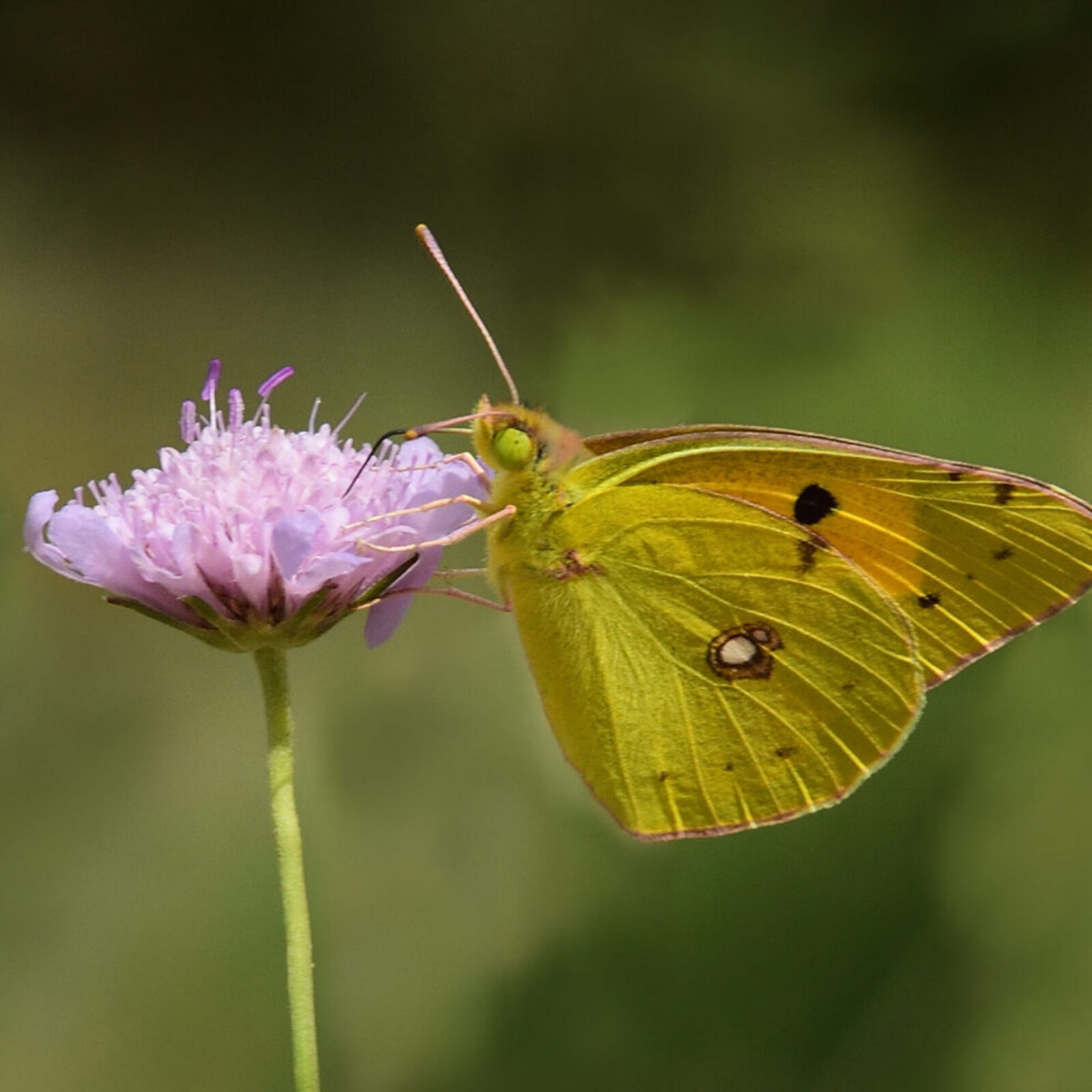 clouded yellow butterfly (c) John Emery