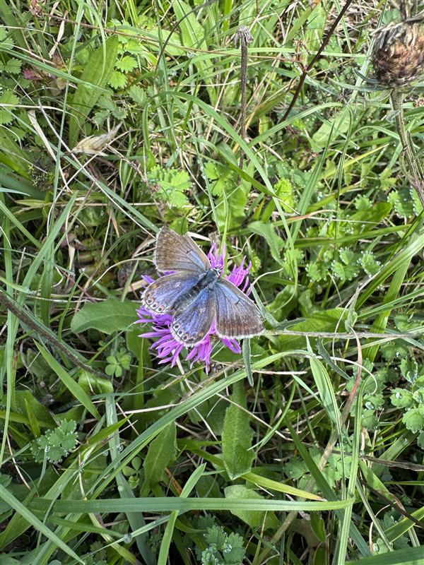 Blue butterfly on a pink flower - Photos from Daneway Banks - September 2025