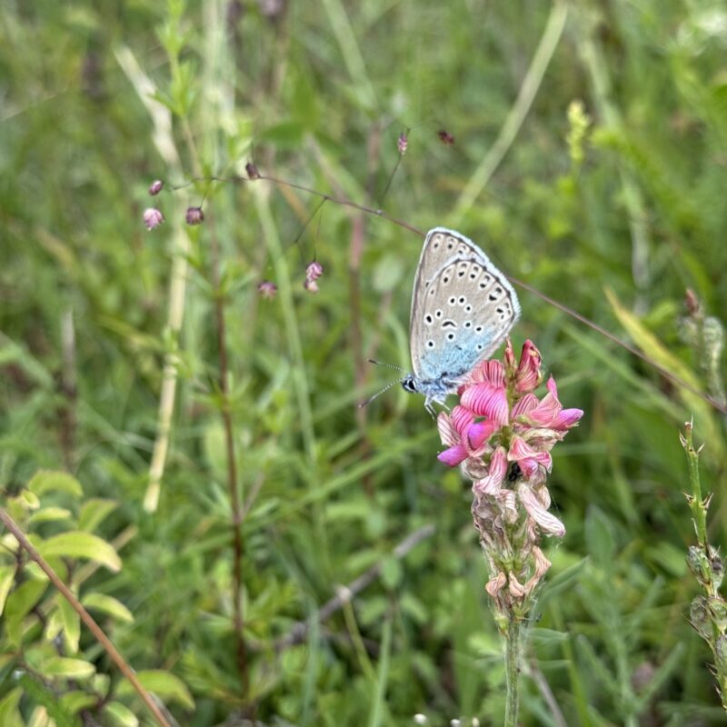 News headline thumbnail for RES Strengthens International Collaboration in Insect Conservation