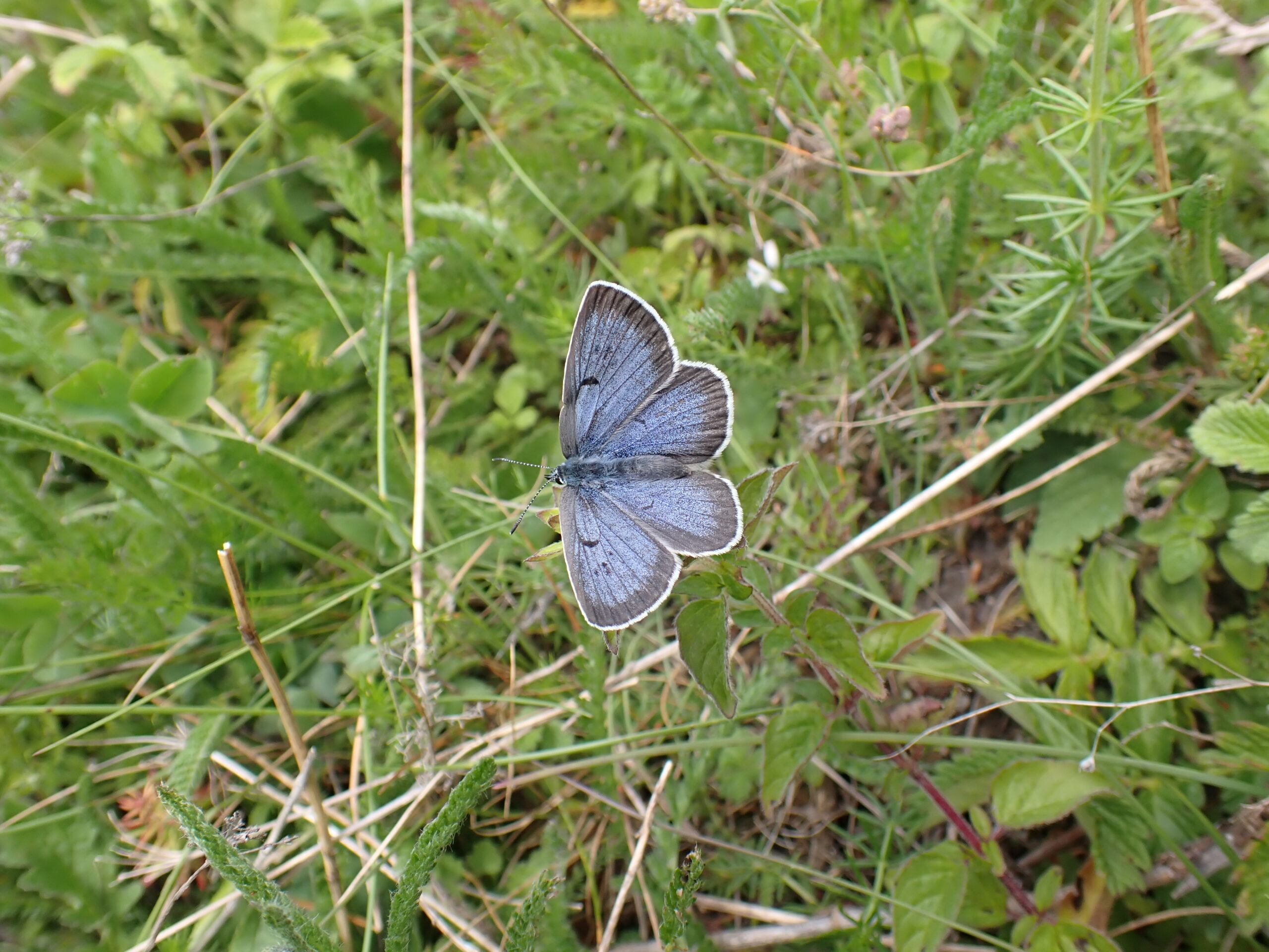 Open Wing Large blue Denmark June 2025 - Photo (c) Sarah Meredith