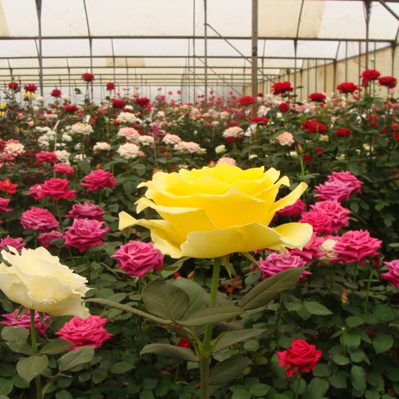 News headline thumbnail for Could flower exports contribute to vectors of livestock and equid arboviruses? – Journal Highlight