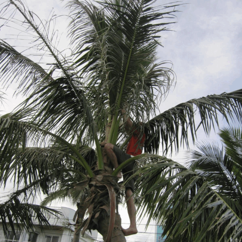 News headline thumbnail for Do host insects benefit from parasitic Wolbachia which does not manipulate hosts’ reproduction? – Journal Highlight