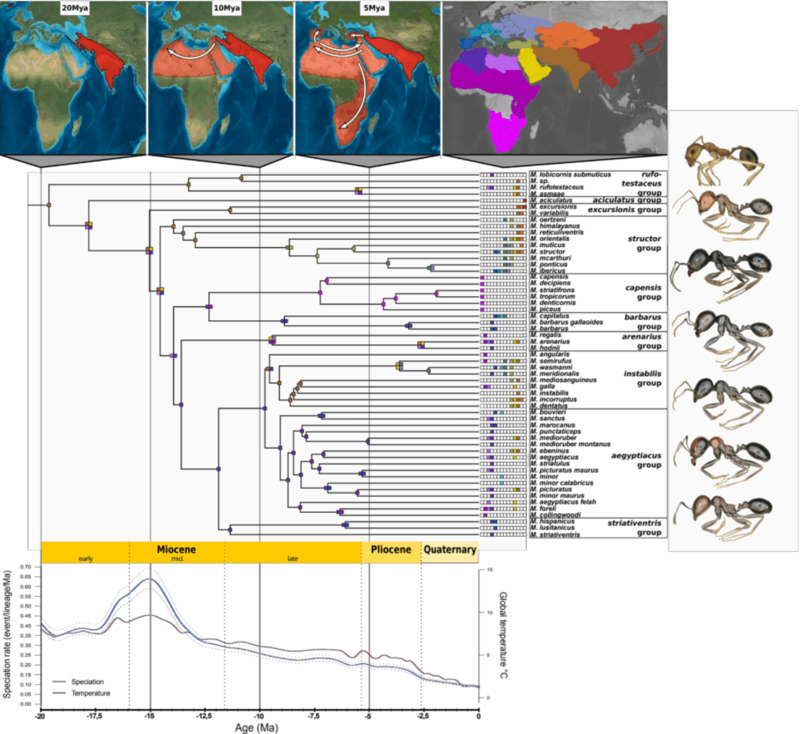 Phylogeny of main Messor groups, speciation rate and geographical distribution of species through time. Credit Y. Juvé 