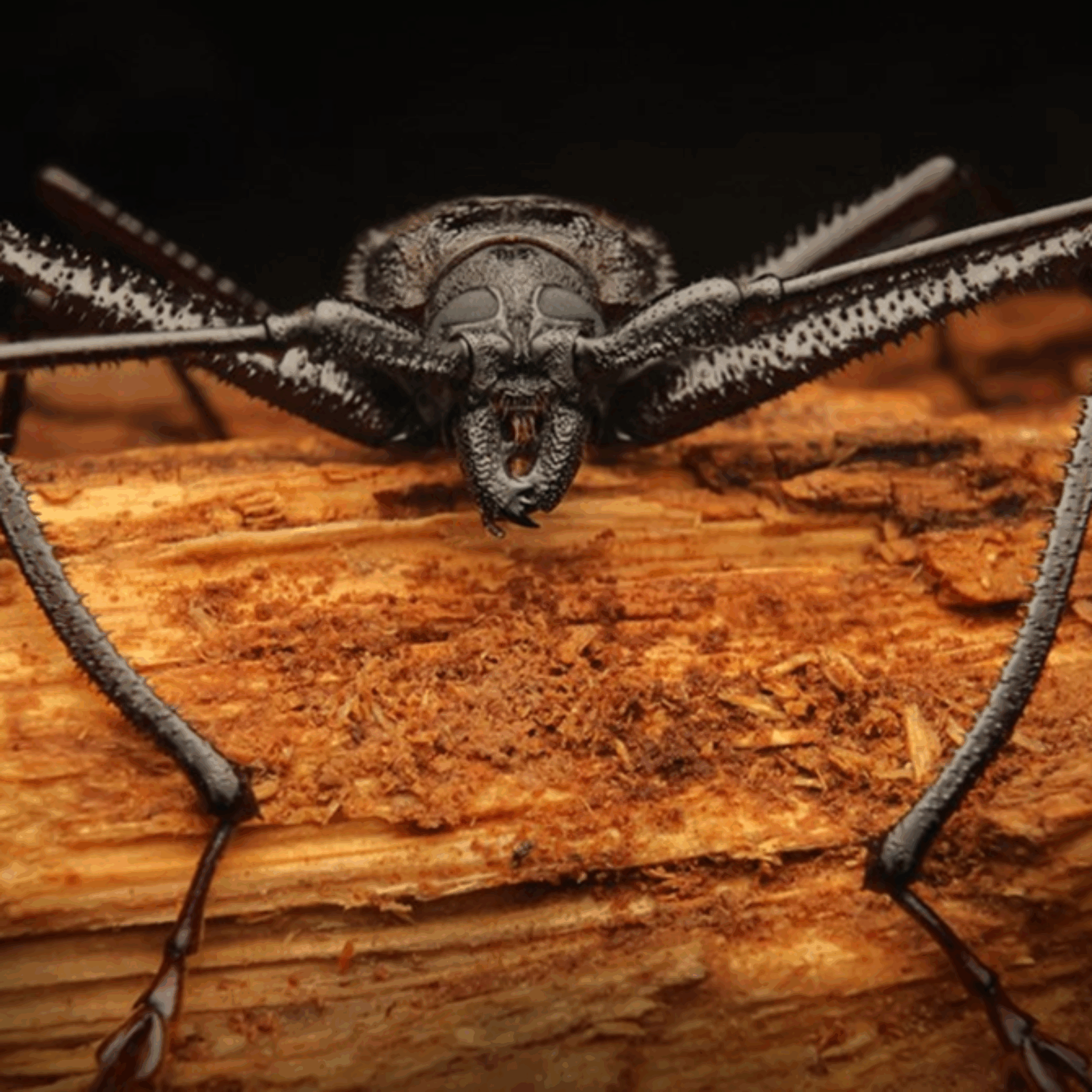 Photo credit: Petr Mückstein: Macrotoma hayesii (Hope, 1835) from the subfamily Prioninae – photo taken on Principe Island.