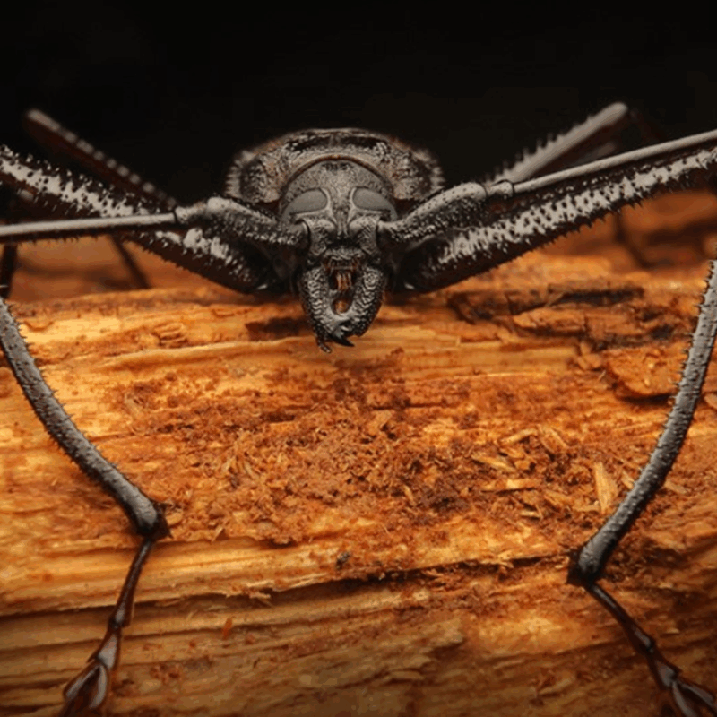 News headline thumbnail for Can we consider cognitive abilities in insects? – Journal Highlight