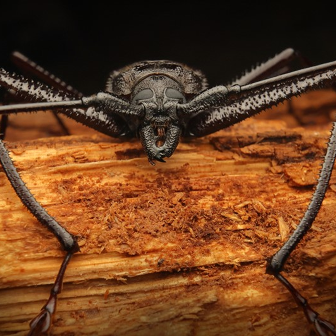 Photo credit: Petr Mückstein: Macrotoma hayesii (Hope, 1835) from the subfamily Prioninae – photo taken on Principe Island.