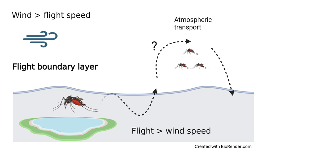 Some salt marsh mosquitoes may utilise high altitude winds to migrate from breeding grounds.