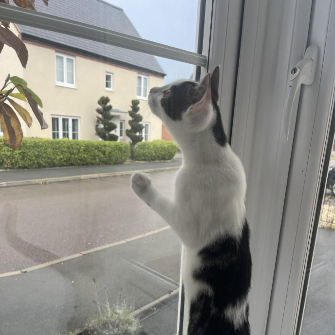A black and white cat hunting an insect on a window pane