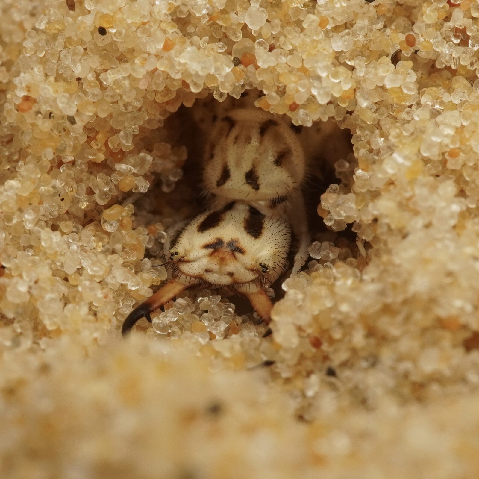 Antlion larvae Tyrant of the Dunes. Photo (c) Benji Cook (12), Insect Week 2025