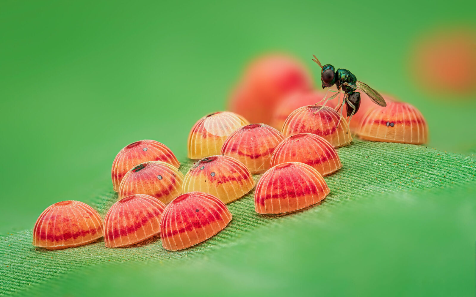Banana skipper (Erionota thrax) eggs being parasitized by a wasp (Agiommatus sp.). Photo (c) Banana Skipper (c) Raghuram Annadana, 1st Place O18 Insect Week Photography Competition 2025