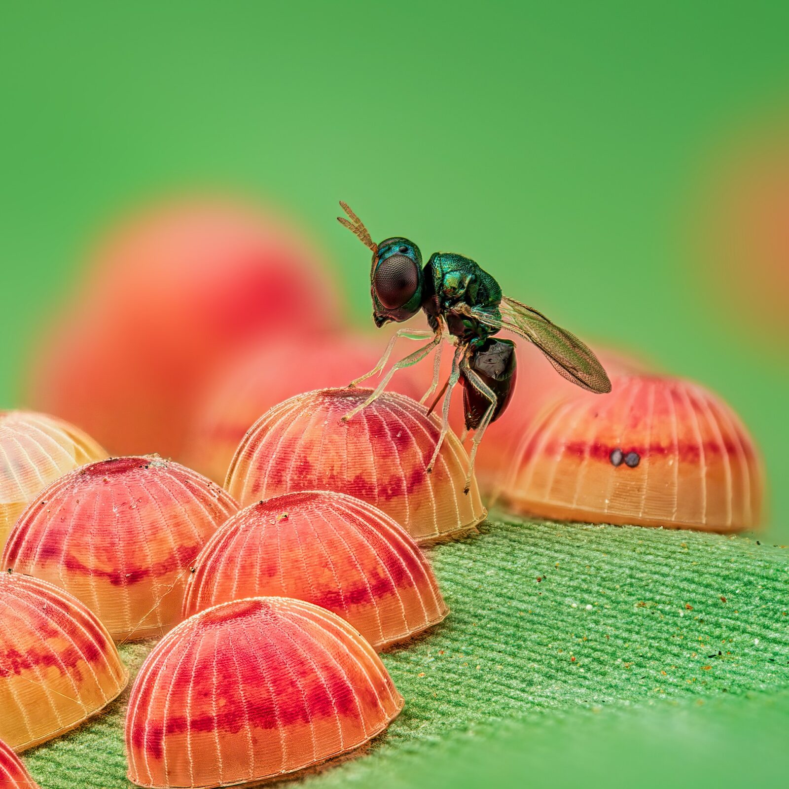 Banana skipper (Erionota thrax) eggs being parasitized by a wasp (Agiommatus sp.). Photo (c) Banana Skipper (c) Raghuram Annadana, 1st Place O18 Insect Week Photography Competition 2025