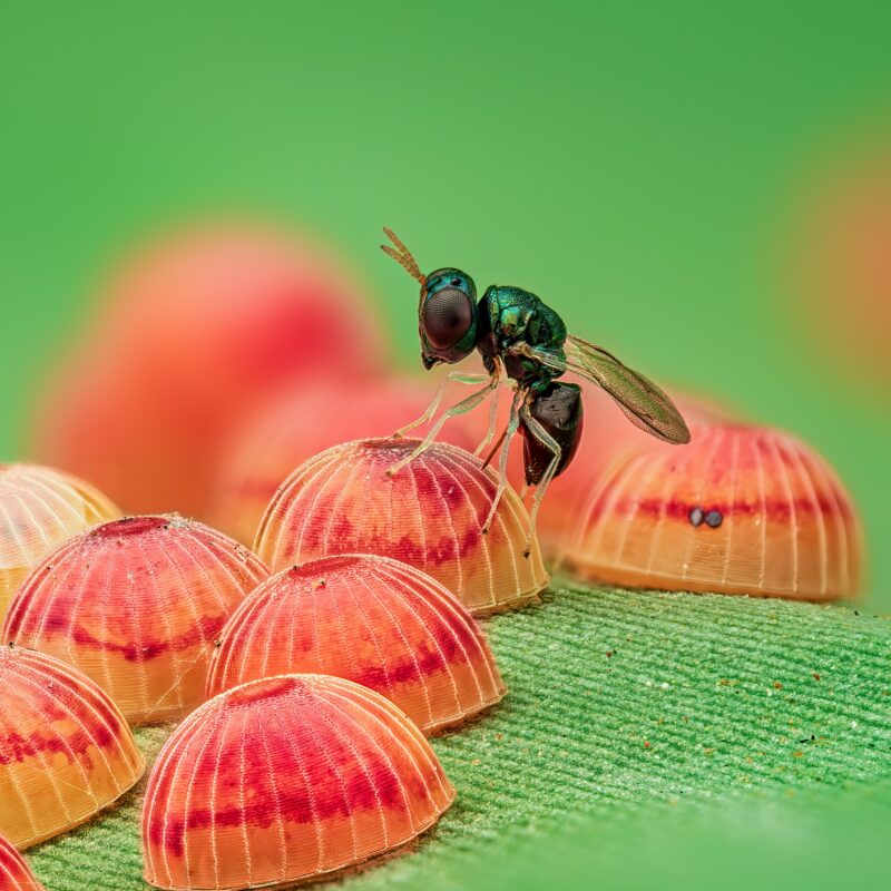 News headline thumbnail for Winning insect images revealed in RES Photography Competition 2025