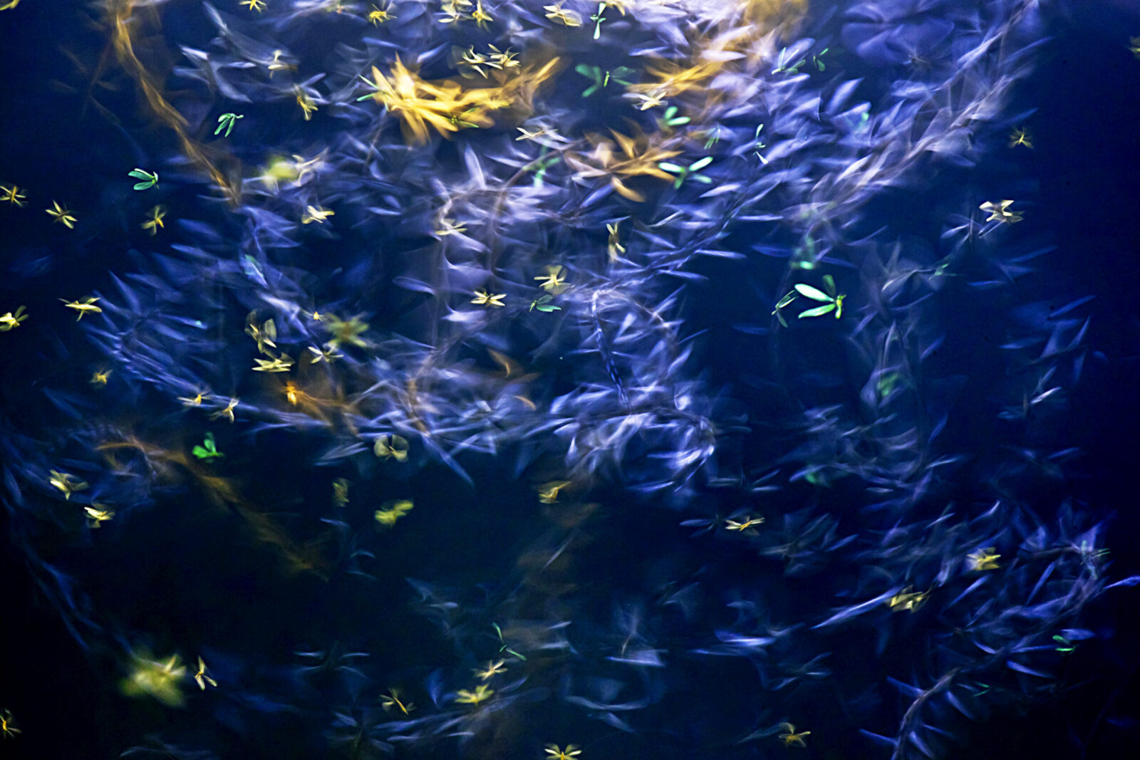 Colours of nuptial flight.