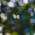 Psyche butterfly