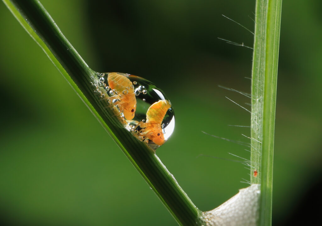 The froghopper in foam. Photo (c) JIANGUO MAO, Insect Week 2025