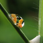 The froghopper in foam. Photo (c) JIANGUO MAO, Insect Week 2025