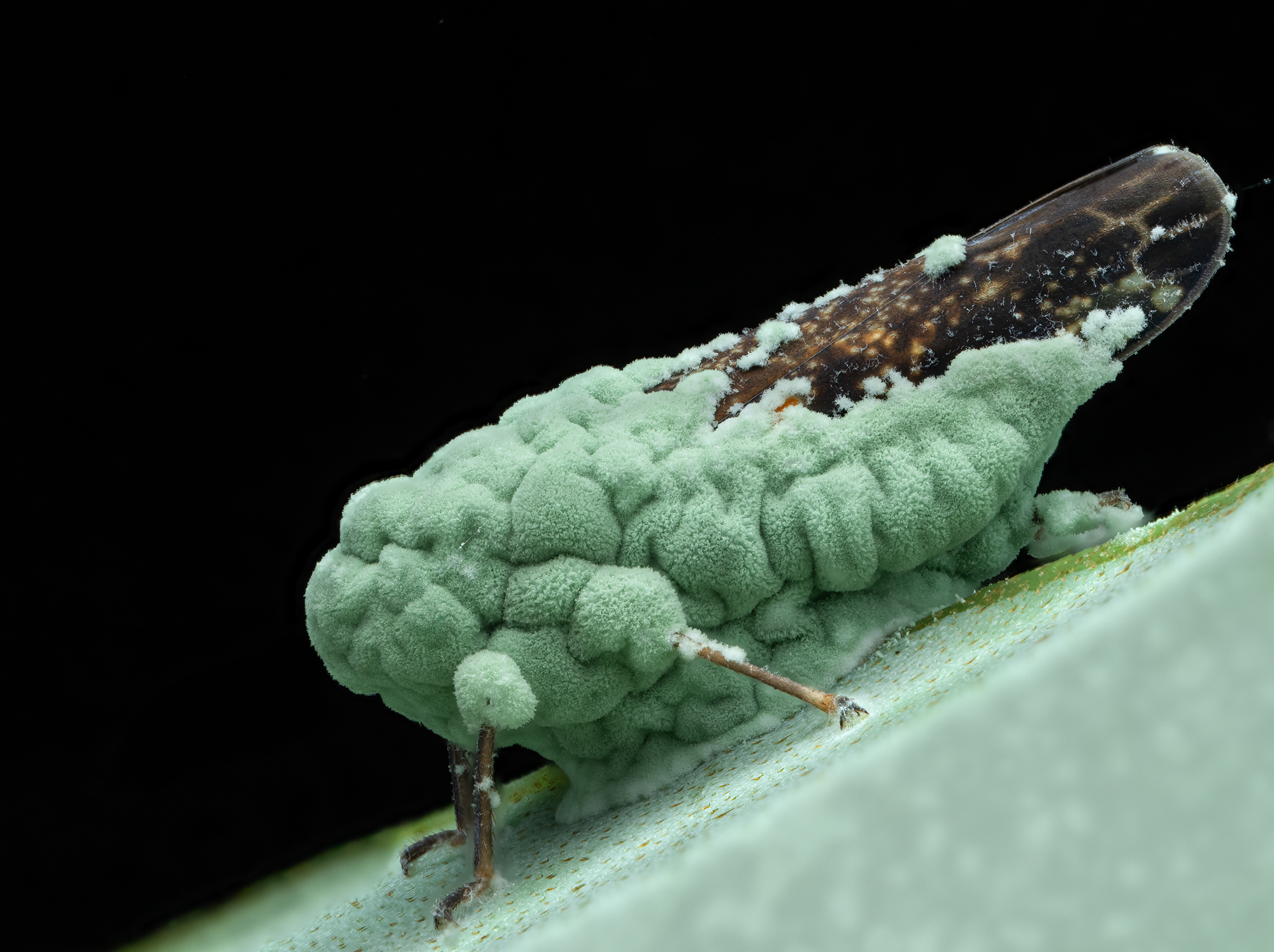 A striking macro image showing a treehopper overtaken by vivid green parasitic fungus. The fungal growth visibly spreads across its body, highlighting nature's delicate balance and the dramatic interactions occurring within tiny ecosystems.