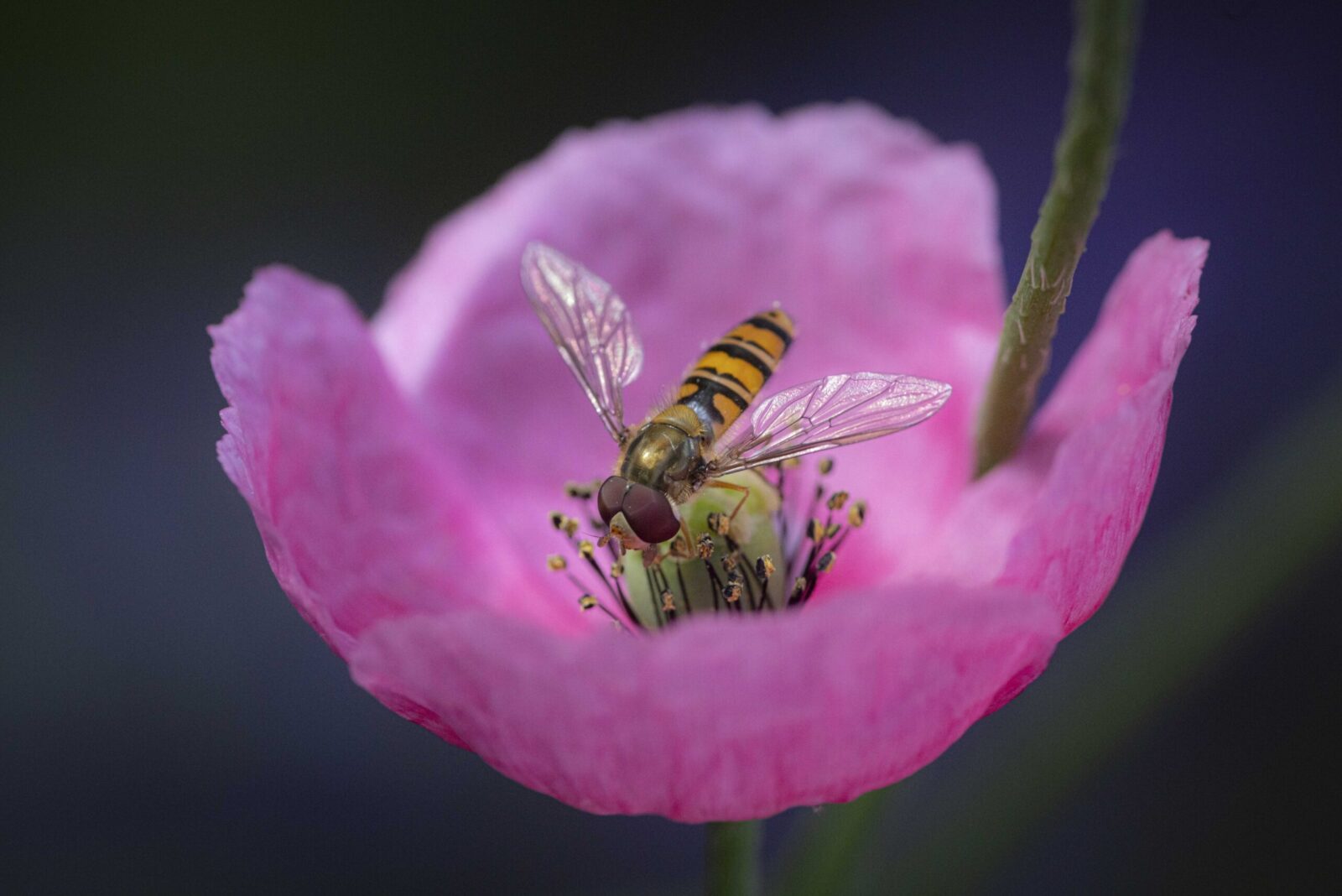 Hoverfly on a pink flower ©Tammy Marlar