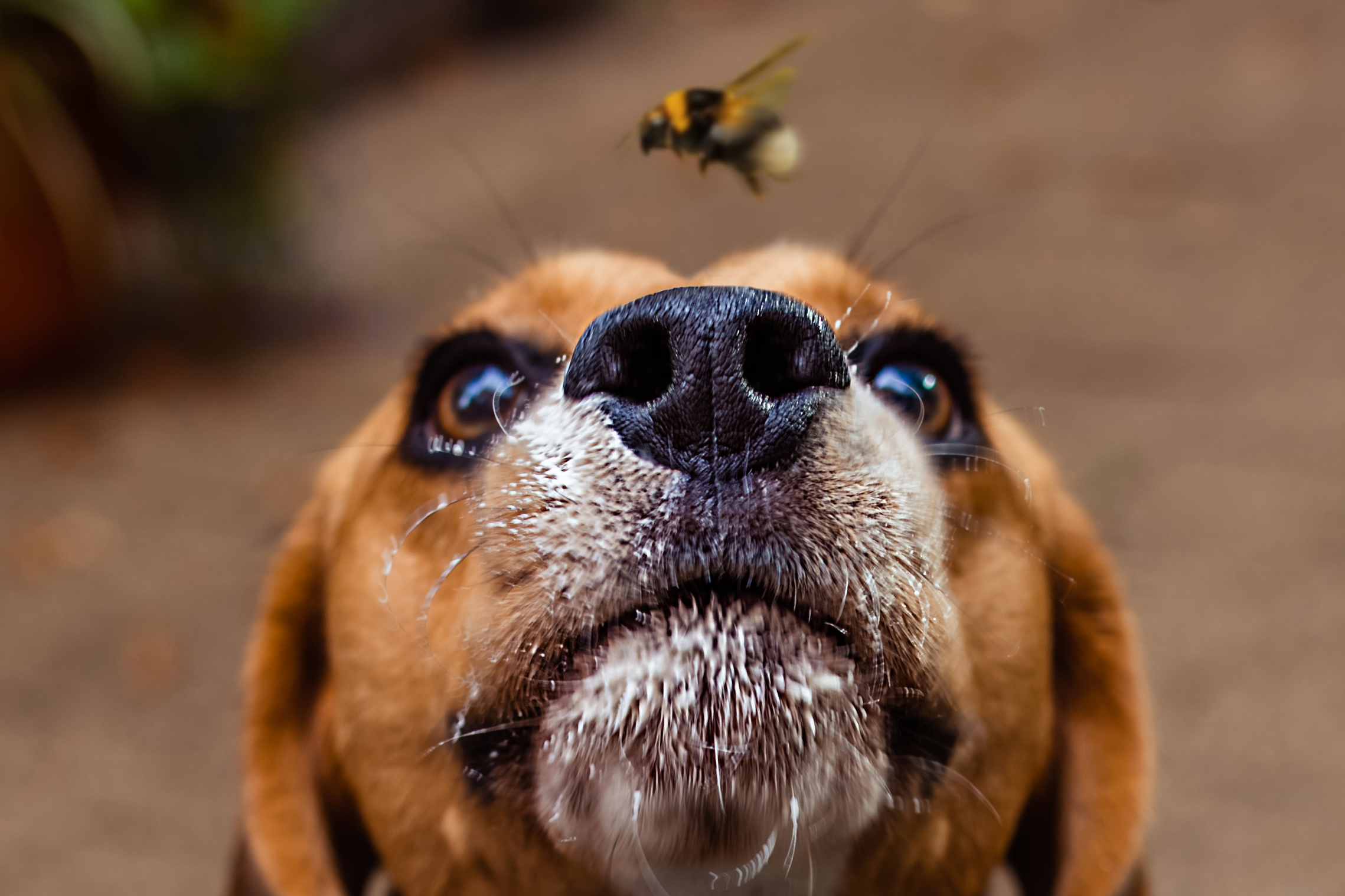 Portrait of a dog and a bumblebee on the nose
