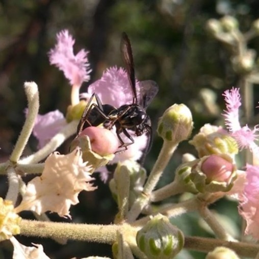 A wasp visiting Banisteriopsis malifolia. Photo (c) Rodrigo do Rosario Nogueira