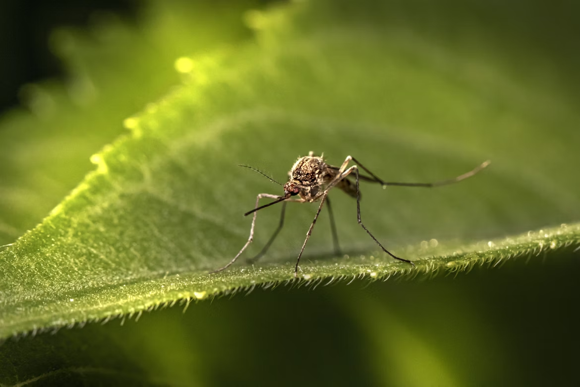 Insect Hour: The Mosquito Diaries