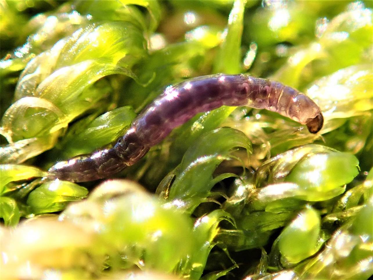 Invertebrate in foliage 