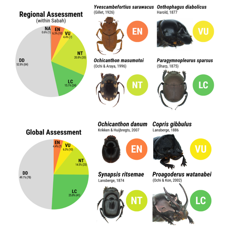 News headline thumbnail for Towards red listing understudied tropical insects: A case study of the dung beetles of Sabah, Malaysian Borneo – Journal Highlight