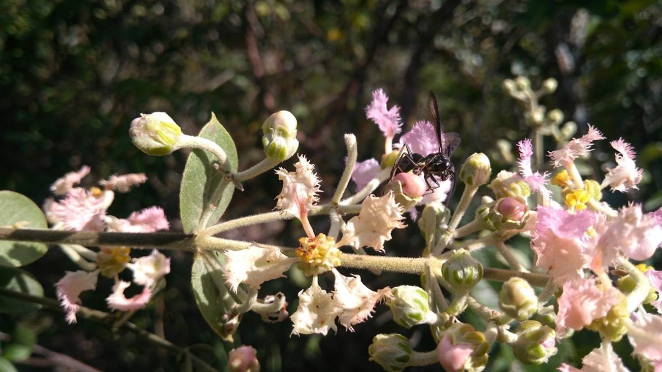 A wasp visiting Banisteriopsis malifolia. This illustrates the complex network of visitors on EFN-bearing plants, highlighting potential trade-offs between defence and pollination. Photo credit: Rodrigo do Rosario Nogueira