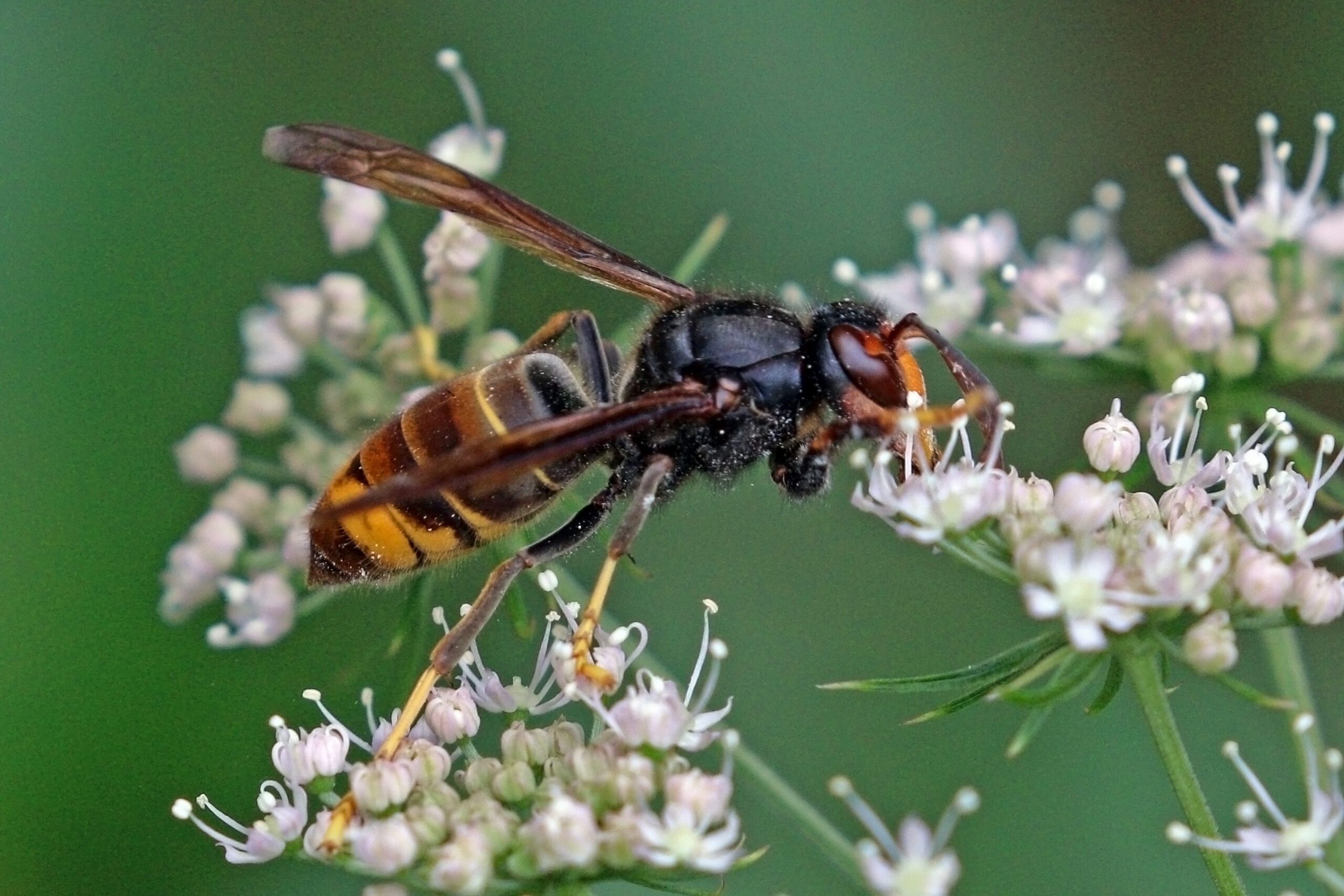 Figure 3. Asian Hornet (Vespa velutina). Credit: Charles J. Sharp (CC BY-SA 4.0).