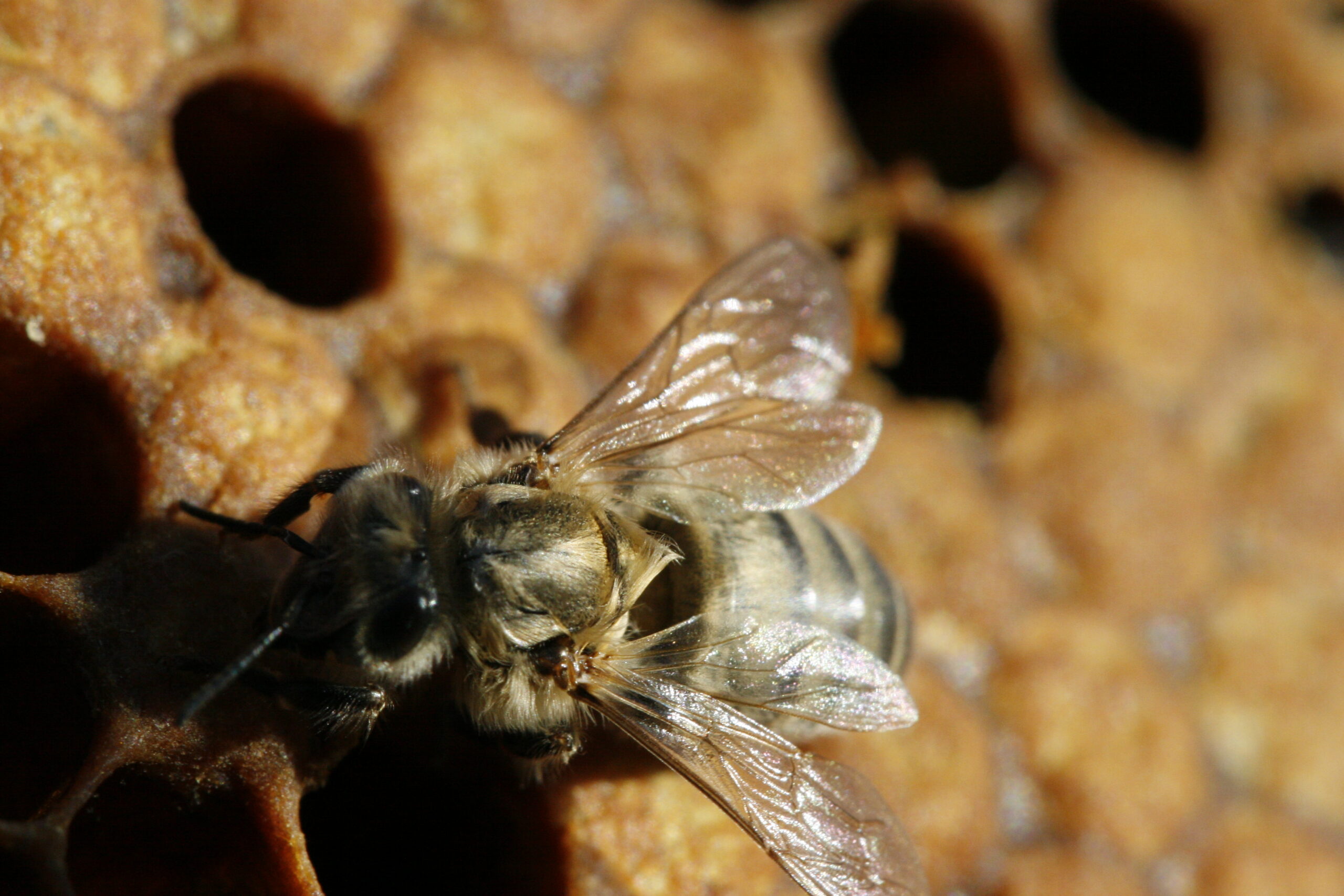 Figure 2. Dark European Honey Bee (Apis mellifera mellifera) worker emerging from brood cell. Credit: Abalg (Public domain).