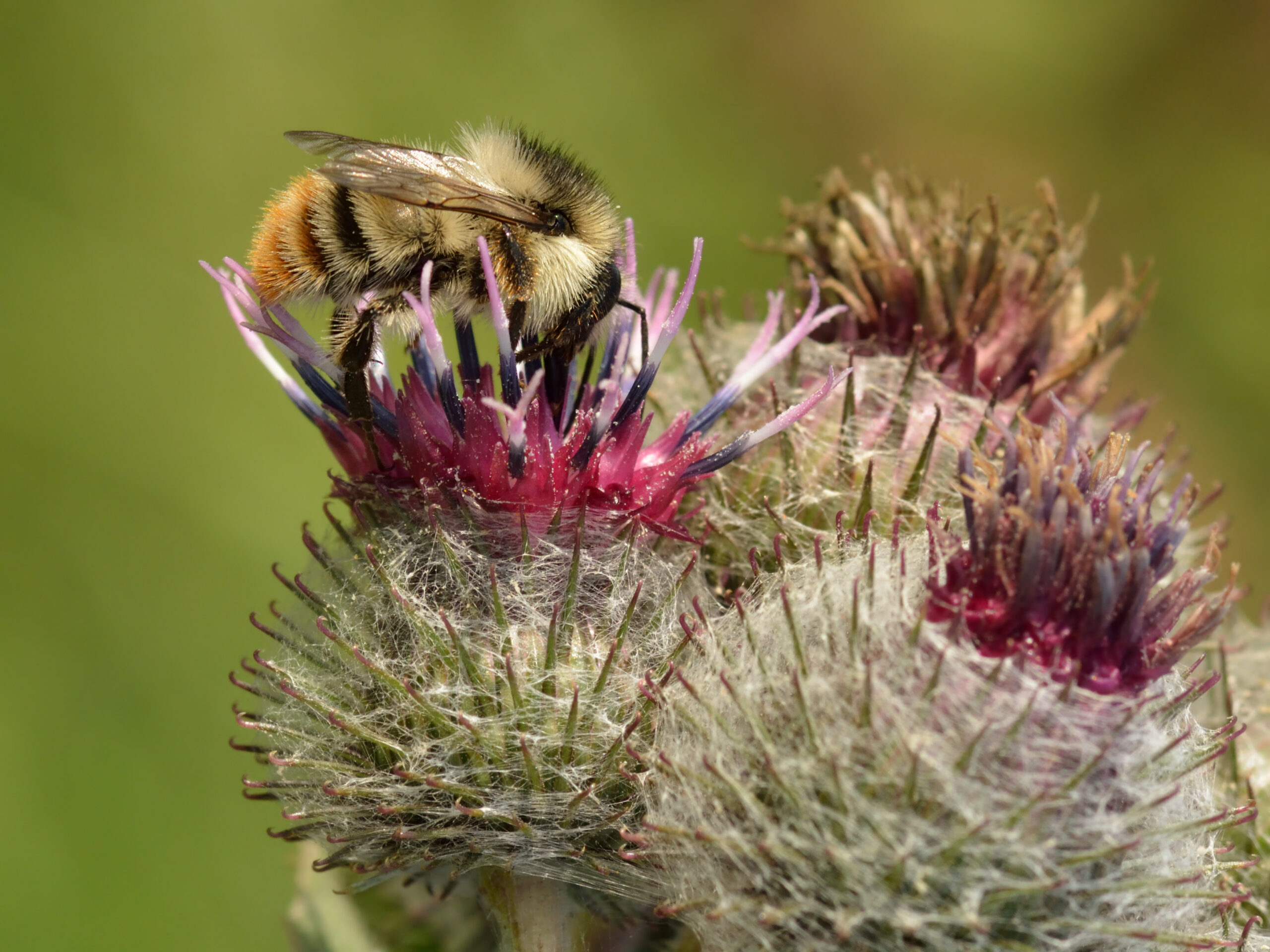 Figure 1. Shrill Carder Bee (Bombus sylvarum) foraging on Downy Burdock (Arctium tomentosum). Credit: Ivar Leidus (CC BY-SA 4.0).