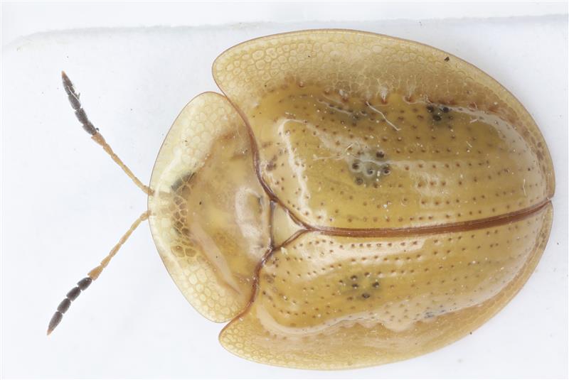 A dried specimen of Charidotella sexpunctata. Credit: Talay Naminatraporn / Natural History Museum, London.