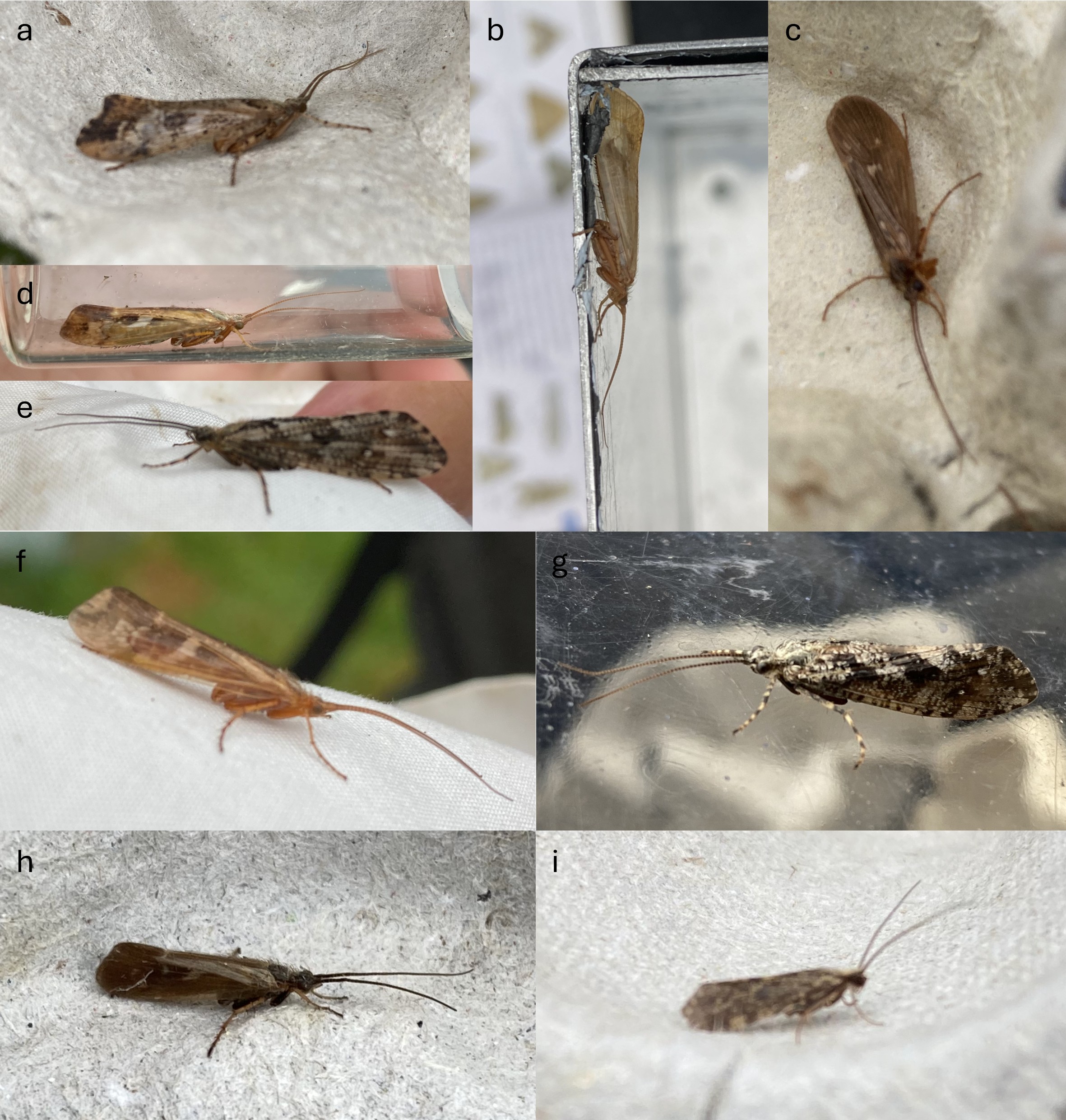Figure 1. Images of live specimens used: a) Glyphotaelius pellucidulus; b) Limnephilus flavicornis;
c) Potamophylax latipennis; d) Limnephilus marmoratus; e) Rhyacophila dorsalis ; f) Limnephilus
lunatus; g) Agrypnia varia; h) Limnephilus auricula; i) Polycentropous flavomaculatus. Credit:
Craig Macadam