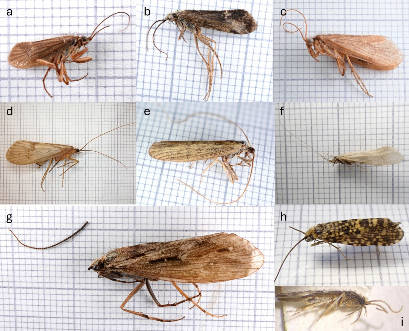 Figure 2. Images of dead specimens used: a) Chaetopteryx villosa; b) Limnephilus sparsus; c) Micropterna lateralis; d) Halesus radiatus; e) Odontocerum albicorne; f) Oecetis ochracea; g) Phryganea bipunctata; h) Philopotamus montanus; i) Oxyethira flavicornis. Credit: Colin Legg.