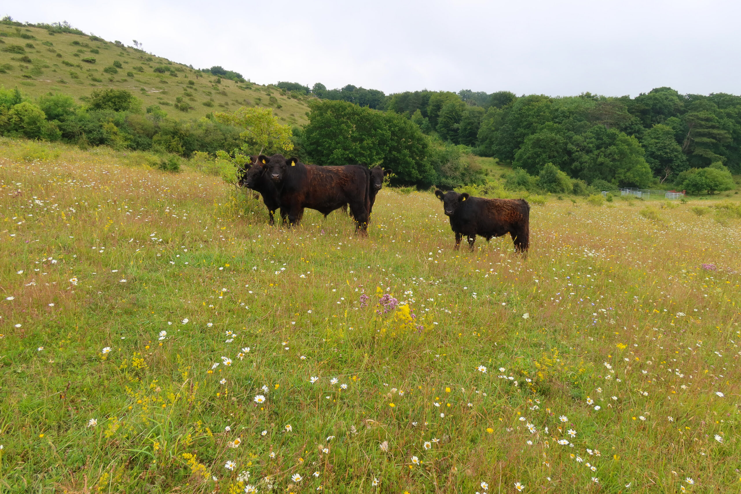 Galloway cattle extensively graze the flower-rich slopes at Høvblege throughout most of the year except during the Large Blue flight period in June and July.