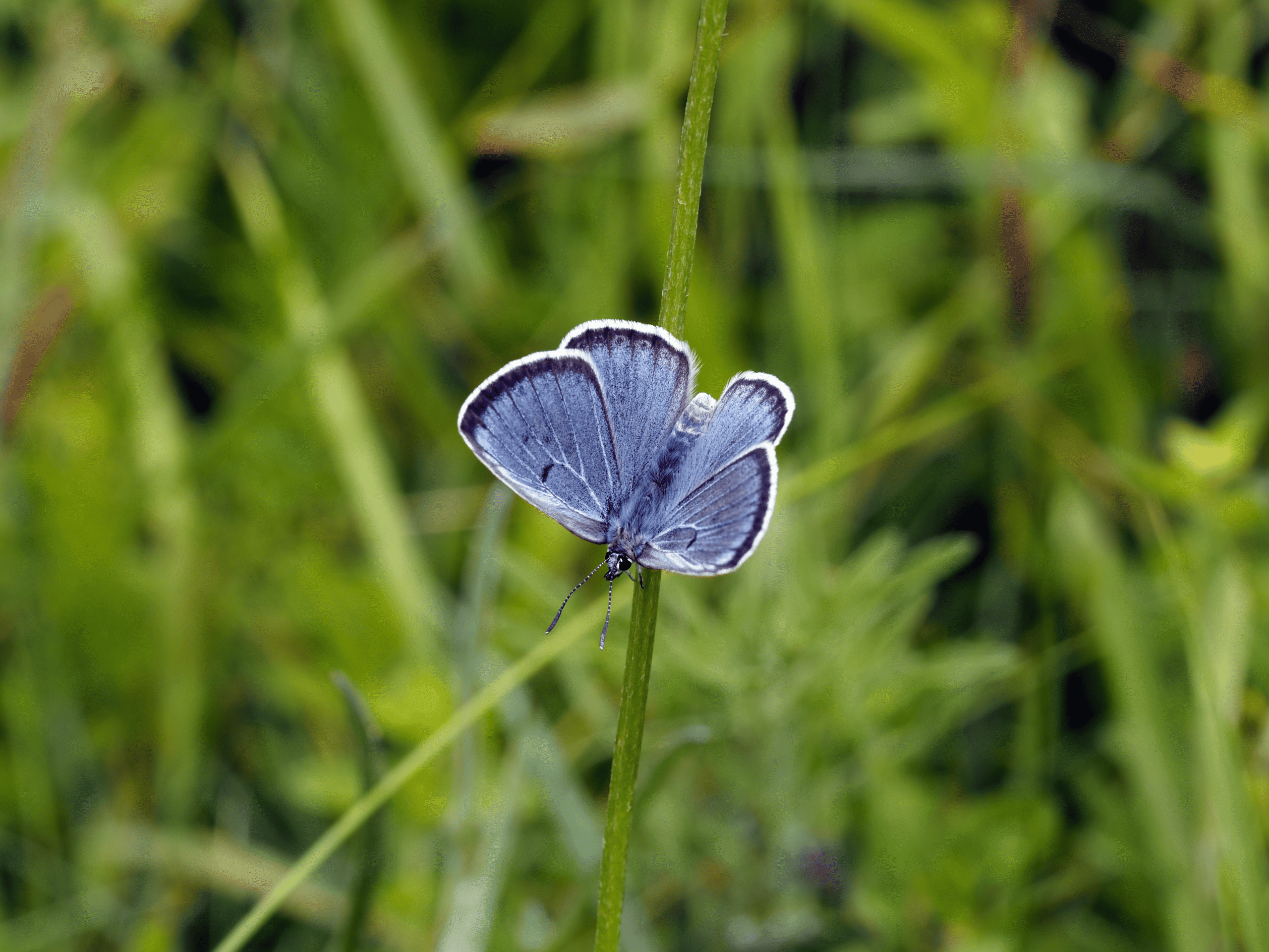 Sarah undertaking timed counts of Large Blues. Like most Large Blues on Høvblege this female (inset) has few spots on the upperwings. (c) David Simcox & Sarah Meredith, RES Conservation Science Team